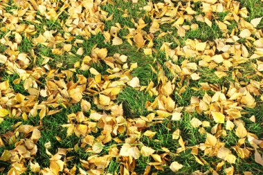 Sonbahar yaprakları dokusu. Parlak renkler. Doku. Sonbahar parkı çimenleri renkli yapraklarla kaplı. Yüksek kalite fotoğraf. Yapraklar dökülüyor. Yakın plan. Orman dokusu. Kuru huş ağacı, akçaağaç ve meşe yaprakları