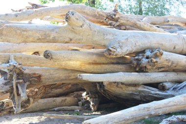 Eski kütüklerin dokusu. Güneşli bir günde kesilmiş kütükler yan yatar. Kumda sahil boyunca uzanan bir sürü eski ölü orman var. Eski kuru kütükler ve kütükler istiflenmiş. Seçici odaklanma. Arkaplan