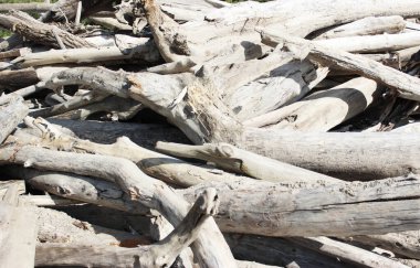 Eski kütüklerin dokusu. Güneşli bir günde kesilmiş kütükler yan yatar. Kumda sahil boyunca uzanan bir sürü eski ölü orman var. Eski kuru kütükler ve kütükler istiflenmiş. Seçici odaklanma. Arkaplan