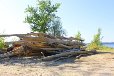 Eski kütüklerin dokusu. Güneşli bir günde kesilmiş kütükler yan yatar. Kumda sahil boyunca uzanan bir sürü eski ölü orman var. Eski kuru kütükler ve kütükler istiflenmiş. Seçici odaklanma. Arkaplan
