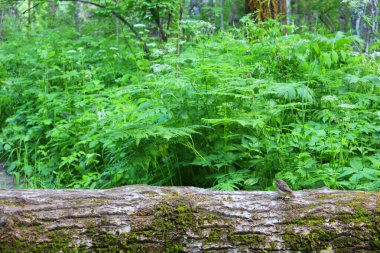 Yolun karşısına bir kütük, yola bir ağaç düştü. Bahçedeki koyu yeşil eğreltiotu. Yakın plan. Çiçek bitkileri dışarıda. Güzel yeşil. Güzel bir baharda ormanda bir patika