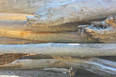 Eski kütüklerin dokusu. Güneşli bir günde kesilmiş kütükler yan yatar. Kumda sahil boyunca uzanan bir sürü eski ölü orman var. Eski kuru kütükler ve kütükler istiflenmiş. Seçici odaklanma. Arkaplan