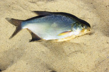 Gümüş kaymak balığının üst görüntüsü. Kumlu bir plaja tünemiş. Tatil. Balık tutmak. kavram arkaplanı.