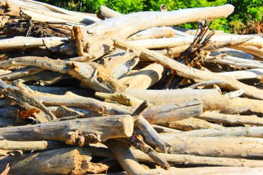 Eski kütüklerin dokusu. Güneşli bir günde kesilmiş kütükler yan yatar. Kumda sahil boyunca uzanan bir sürü eski ölü orman var. Eski kuru kütükler ve kütükler istiflenmiş. Seçici odaklanma. Arkaplan