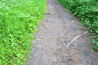Bahçedeki koyu yeşil eğreltiotu. Yakın plan. Çiçek bitkileri dışarıda. Güzel yeşil. Güzel bir bahar manzarasında ormanda bir patika. Karışık bir ormanda yürüyüş yolu. A