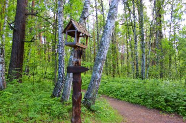 Ormandaki tahta levhalar. Seyahat ve tatil kavramı
