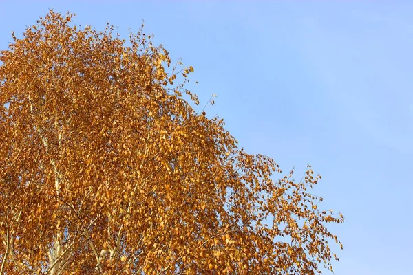 Der Herbst hinterlässt Spuren. leuchtende Farben. Textur. Herbst Park Rasenplatz mit bunten Blättern. Hochwertiges Foto. die Blätter fallen. Nahaufnahme. Waldstruktur. Trockene Blätter aus Birke, Ahorn und Eiche — Stockfoto