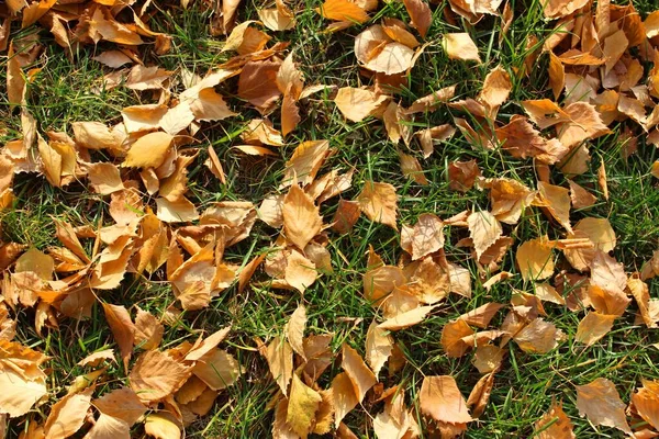 Sonbahar yaprakları dokusu. Parlak renkler. Doku. Sonbahar parkı çimenleri renkli yapraklarla kaplı. Yüksek kalite fotoğraf. Yapraklar dökülüyor. Yakın plan. Orman dokusu. Kuru huş ağacı, akçaağaç ve meşe yaprakları