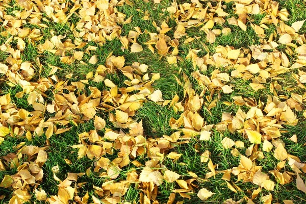 Sonbahar yaprakları dokusu. Parlak renkler. Doku. Sonbahar parkı çimenleri renkli yapraklarla kaplı. Yüksek kalite fotoğraf. Yapraklar dökülüyor. Yakın plan. Orman dokusu. Kuru huş ağacı, akçaağaç ve meşe yaprakları