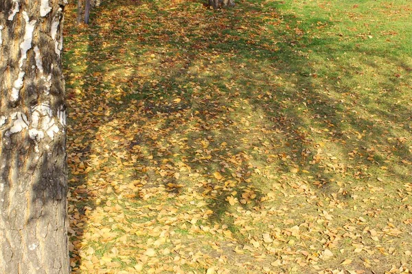 秋は食感を残す。明るい色だ。テクスチャ。カラフルな葉を持つ秋の公園草の地面。高品質の写真。葉が落ちてる。接近中だ。森のテクスチャ。白樺、カエデ、オークの葉が乾く — ストック写真