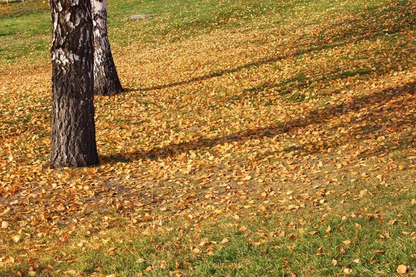 Autumn leaves texture. bright colours. texture. Autumn park grass ground with colorful leaves . High quality photo. the leaves are falling. close-up. forest texture. Dry birch, maple and oak leaves on — Stock Photo, Image