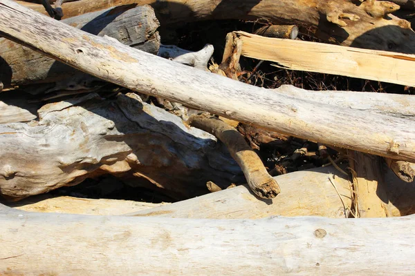 Textuur van oude stammen. Geveld hout ligt zijwaarts op een zonnige dag. Langs de kust ligt een hoop oud dood bos in het zand. Oude boomstammen en boomstammen zijn gestapeld. Selectieve focus. Achtergrond van — Stockfoto