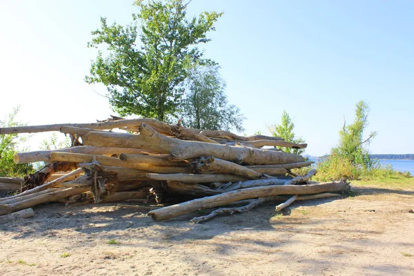 Eski kütüklerin dokusu. Güneşli bir günde kesilmiş kütükler yan yatar. Kumda sahil boyunca uzanan bir sürü eski ölü orman var. Eski kuru kütükler ve kütükler istiflenmiş. Seçici odaklanma. Arkaplan