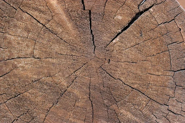 Träskiva struktur av trä stockskivor. Stå för naturlig handgjord inredning med en rustik gren. Textur av gamla stockar Avverkade stockar ligger sidledes på en solig dag. Det ligger en hel del gammal död skog — Stockfoto