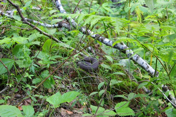 Černý had v lese. Přírodní zelená kapradina v zahradě s tmavým pozadím. Detailní záběr. Květinové rostliny venku. Krásná zelená. Stezka v lese v krásné jarní krajině. Procházka — Stock fotografie