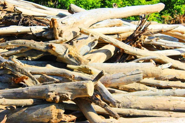 Eski kütüklerin dokusu. Güneşli bir günde kesilmiş kütükler yan yatar. Kumda sahil boyunca uzanan bir sürü eski ölü orman var. Eski kuru kütükler ve kütükler istiflenmiş. Seçici odaklanma. Arkaplan
