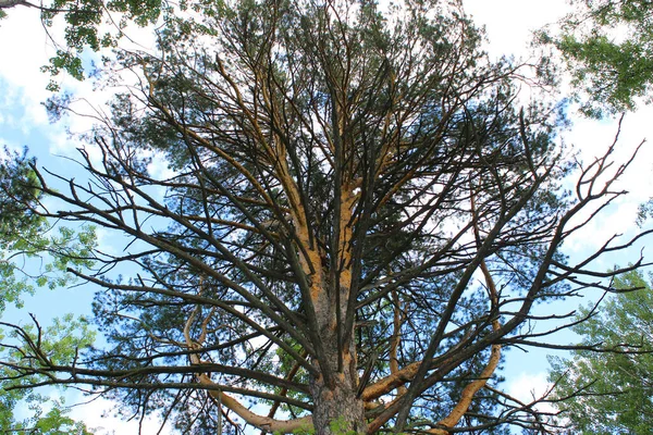 Naturlig grön ormbunke i trädgården med en mörk bakgrund. Närbild. Blommiga växter utomhus. Vacker grön. En stig i skogen i ett vackert vårlandskap. Vandringsled i blandskog. A — Stockfoto