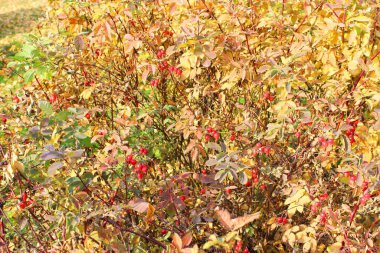 Sonbahar yaprakları dokusu. Parlak renkler. Doku. Sonbahar parkı çimenleri renkli yapraklarla kaplı. Yüksek kalite fotoğraf. Yapraklar dökülüyor. Yakın plan. Orman dokusu. Kuru huş ağacı, akçaağaç ve meşe yaprakları