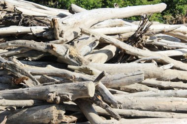 Eski kütüklerin dokusu. Güneşli bir günde kesilmiş kütükler yan yatar. Kumda sahil boyunca uzanan bir sürü eski ölü orman var. Eski kuru kütükler ve kütükler istiflenmiş. Seçici odaklanma. Arkaplan