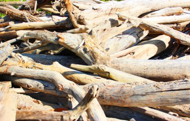 Eski kütüklerin dokusu. Güneşli bir günde kesilmiş kütükler yan yatar. Kumda sahil boyunca uzanan bir sürü eski ölü orman var. Eski kuru kütükler ve kütükler istiflenmiş. Seçici odaklanma. Arkaplan