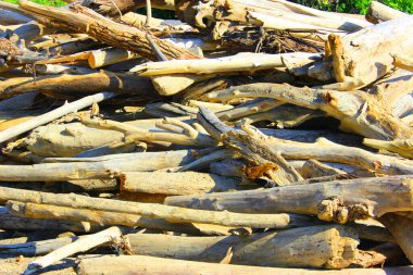 Eski kütüklerin dokusu. Güneşli bir günde kesilmiş kütükler yan yatar. Kumda sahil boyunca uzanan bir sürü eski ölü orman var. Eski kuru kütükler ve kütükler istiflenmiş. Seçici odaklanma. Arkaplan