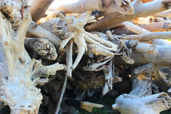 Texture des vieilles bûches. racine sèche d'un arbre gros plan à l'intérieur. Les billots abattus se trouvent sur le côté par une journée ensoleillée. Il y a beaucoup de vieilles forêts mortes le long de la côte dans le sable. vieux journaux secs et les grumes sont empilés — Photo