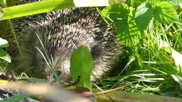 Egel op groen gras in oktober — Stockvideo