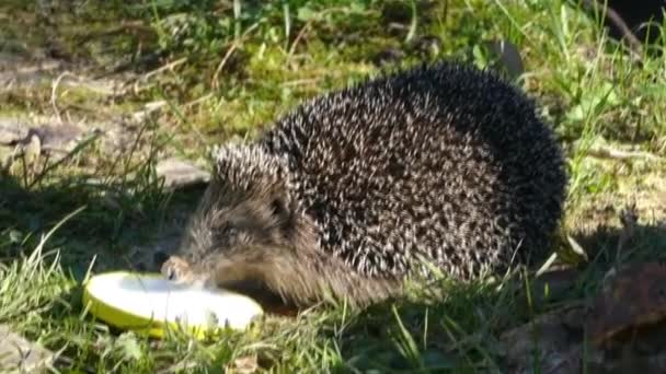 Hedgehog on green grass in October — Stok Video