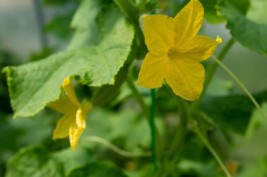 Yeşil yapraklı salatalık ve sebze çiçekleri serada yetişir. Organik gıda tarım kavramı. Markalaşma, afiş, kapak, kart için doğa. Yüksek kaliteli fotoğraf.