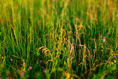 Seçici odak: yaz çayırı, üst manzara. Tasarım ya da proje için doğal çim alanı arka planı. Yaz çayır dokusu. Yüksek kaliteli fotoğraf.