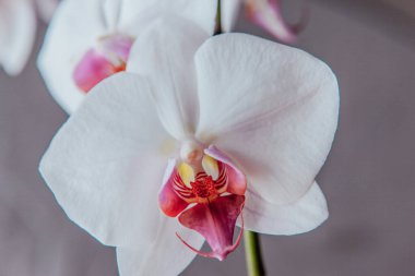 Gri arkaplanda beyaz orkideler, yakın plan. Çiçekli bir falaenopsis bitkisi. Tasarım ya da metin için bir yer. Yüksek kaliteli fotoğraf.