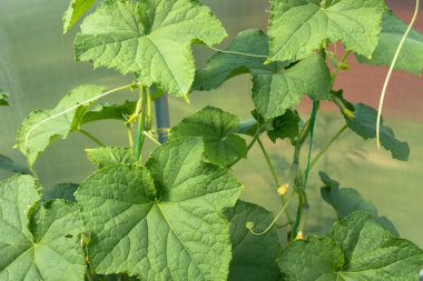 Yeşil yapraklı salatalıklar ve sebze çiçekleri serada yetişiyor. Organik gıda tarım kavramı. Yüksek kaliteli fotoğraf.