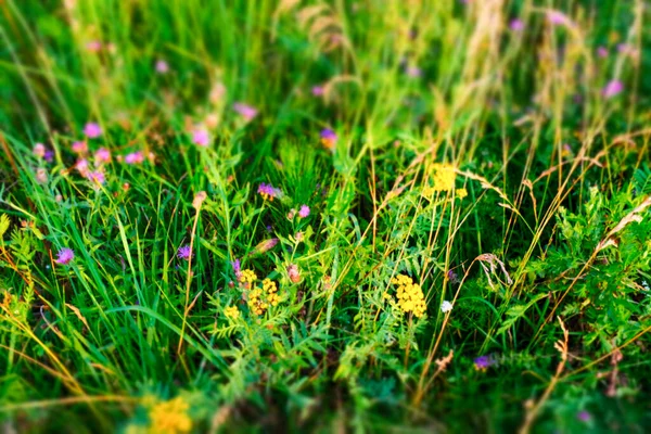 Selektiv fokus: sommar äng, ovanifrån. Naturligt gräs fält bakgrund för design eller projekt. Sommar ängsmark struktur. Högkvalitativt foto — Stockfoto