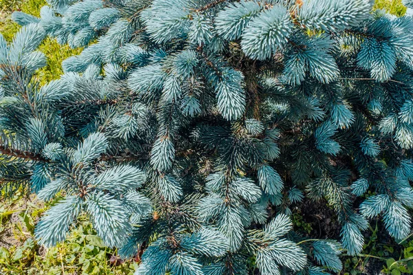 Kiefernzweige mit jungen blauen Nadeln, Nahaufnahme. Natürlicher Hintergrund junger Kiefernzweige mit kleinen Nadeln. Neue Blaukiefern wachsen — Stockfoto