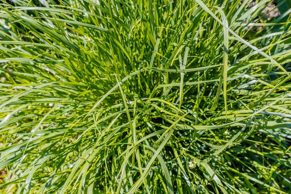 Grünes Gras Draufsicht Naturgrünes Gras Hintergrund Für Design Oder Projekt — Stockfoto