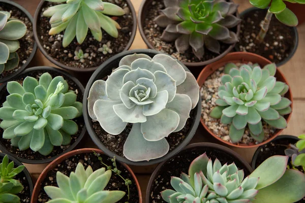 Succulents Rosettes Pots Top View Composition Colorful Varieties Echeveria Sedum — Stock Photo, Image