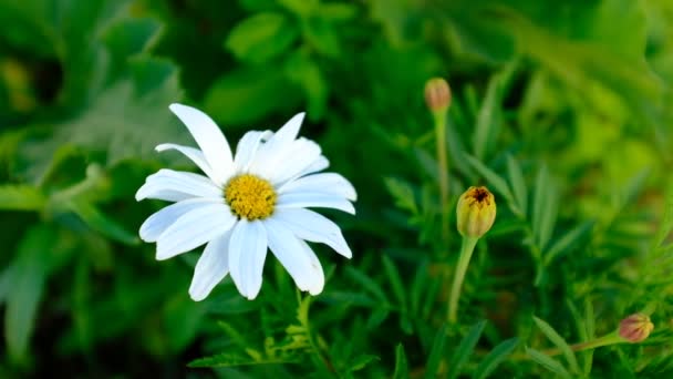 Bílý Heřmánkový Květ Okvětními Lístky Houpajícími Větru Pozadí Zelené Trávy — Stock video