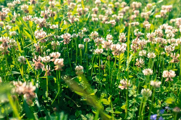 Selectieve Focus Klaverbloemen Groene Weide Zomer Achtergrond Van Klavertjes Bloemen — Stockfoto