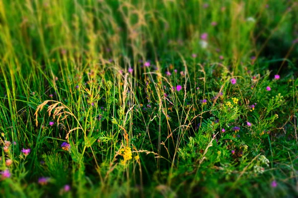 選択的フォーカス 草原のフィールドハーブ トップビュー デザインやプロジェクトのためのカラフルな草のフィールドの背景 夏の草原の質感 高品質の写真 — ストック写真