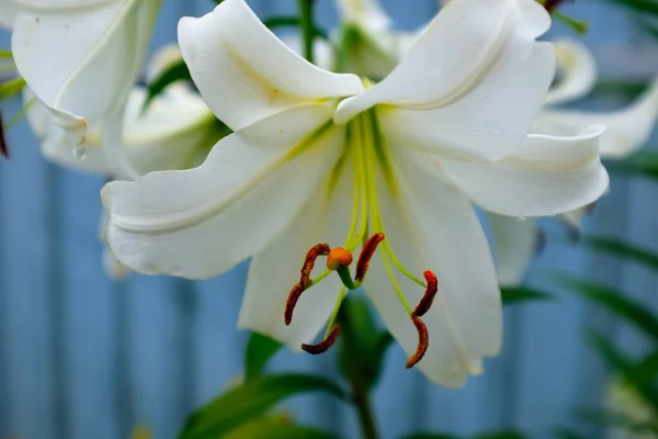 Квітка Білої Лілії Вибірковий Фокус Макро Коричнево Оранжеві Тичинки Жовтий — стокове фото