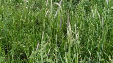 Rüzgarda çim sallanıyor. Vahşi otlar doğanın gökyüzünde rüzgardan sallanıyor. Çayırdaki yeşil çimenler sallanıyor. Yeşil çimen rüzgarlı bir gün. Markalaşma, film, afiş, kapak, web sitesi başlığı için Meadowland arka planı. Yüksek kaliteli HD görüntüler