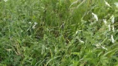 Tarla bitkileri rüzgarda sallanıyor. Yabani otlar rüzgardan sallanıyor. Çayırdaki yeşil çimenler sallanıyor. Yeşil çimen rüzgarlı bir gün. Markalaşma, film, afiş, kapak, web sitesi başlığı. Yüksek kaliteli HD görüntüler