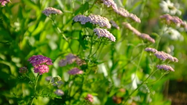 Yarrow Merah Muda Mekar Bergoyang Dalam Angin Lapangan Pedesaan Musim — Stok Video