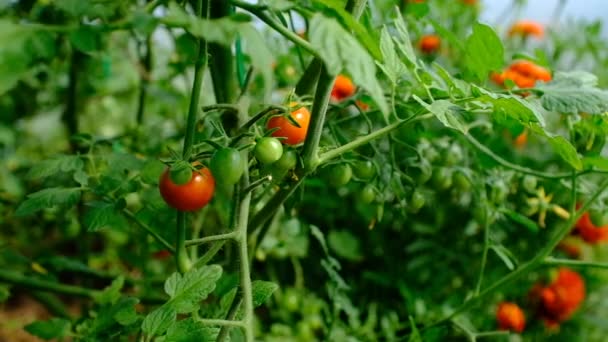 Mostrando Cosecha Cereza Tomate Fresco Para Cocina Tradicional Italiana Agricultura — Vídeo de stock