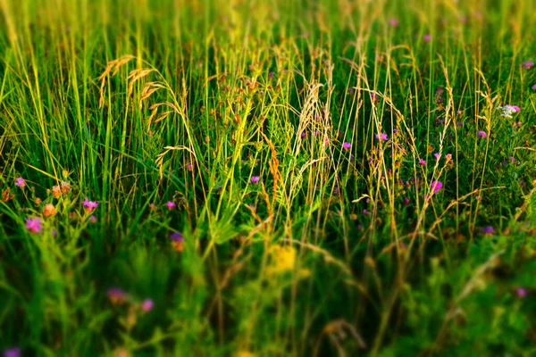 夏の牧草地の背景 選択的フォーカス デザインやプロジェクトのための天然芝フィールドの背景 夏の草原の質感 高品質の写真 — ストック写真