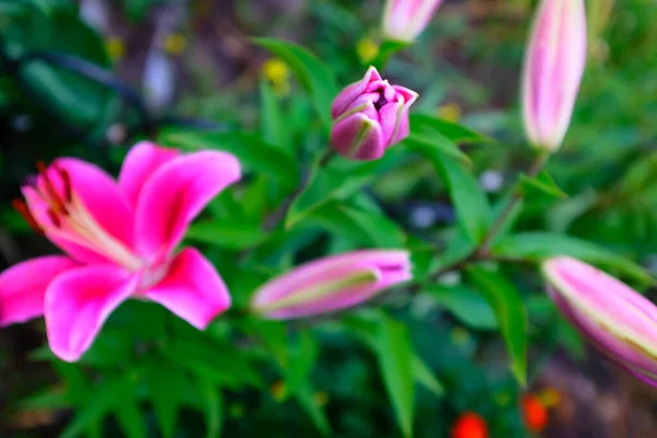 Яскрава Квітка Пурпурної Лілії Розмитому Фоні Зеленого Листя Вибірковий Фокус — стокове фото