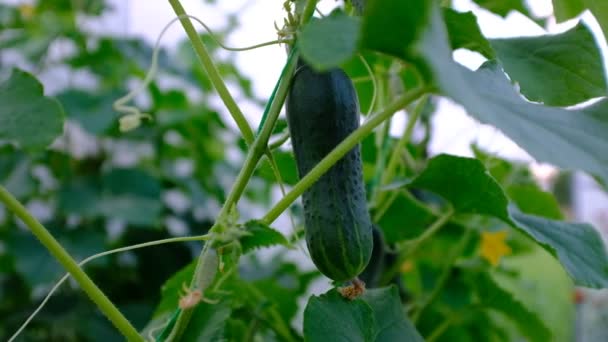 Pepinos Orgânicos Maduros Que Crescem Estufa Pepinos Pendurados Vinha Entre — Vídeo de Stock