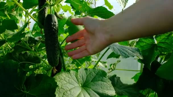 Main Montre Concombre Sur Une Vigne Concombre Dans Une Serre — Video