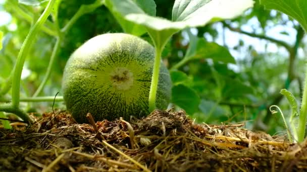Main Montre Une Croissance Melon Dans Une Serre Gros Plan — Video