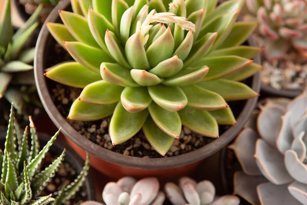 Succulents Rosettes Pots Top View Composition Colorful Varieties Echeveria Haworthia — Stock Photo, Image